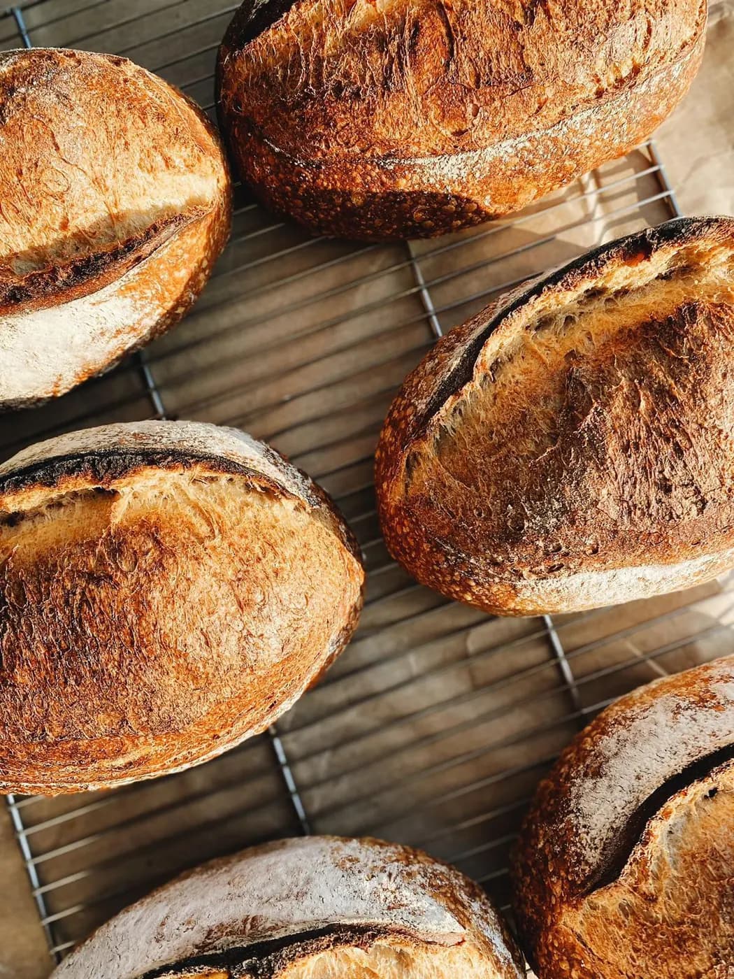 Round sourdough loaves with dark crusts lined up on a wire cooling rack.